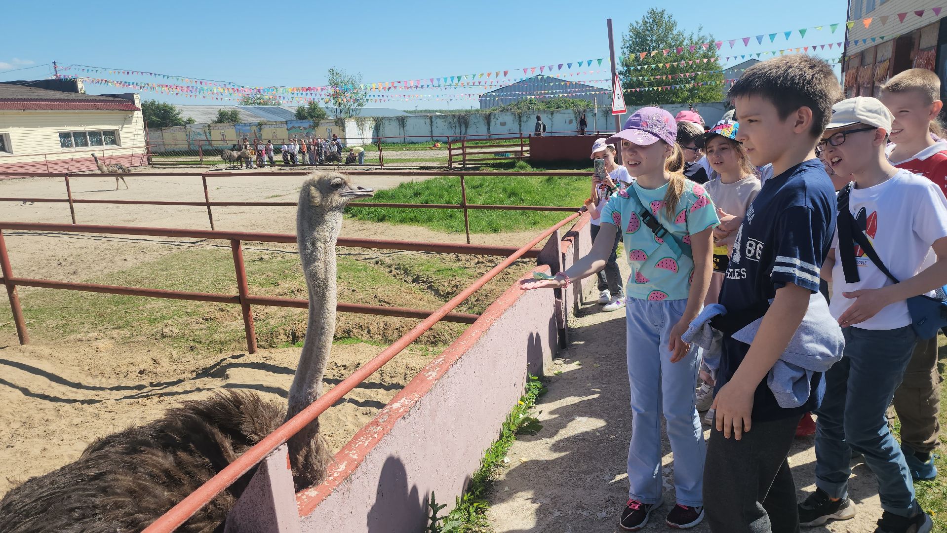 серпухов, подмосковье, страусы, эму, русский страус,