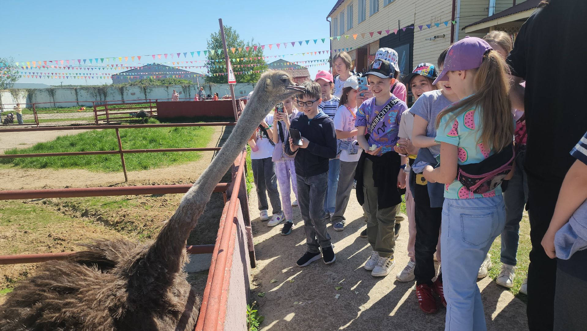 серпухов, подмосковье, страусы, эму, русский страус,