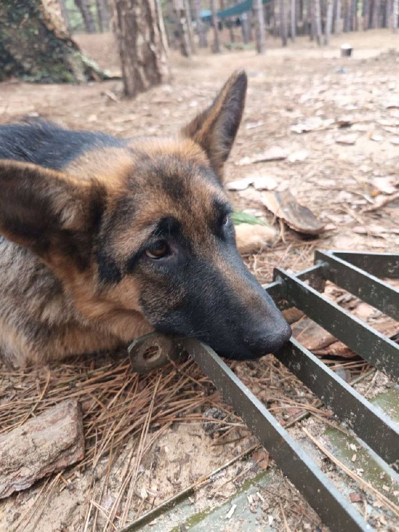 раменское, сво, гуманитарная помощь сво, помощь животным, зоозащитники, волонтеры, благотворительность,