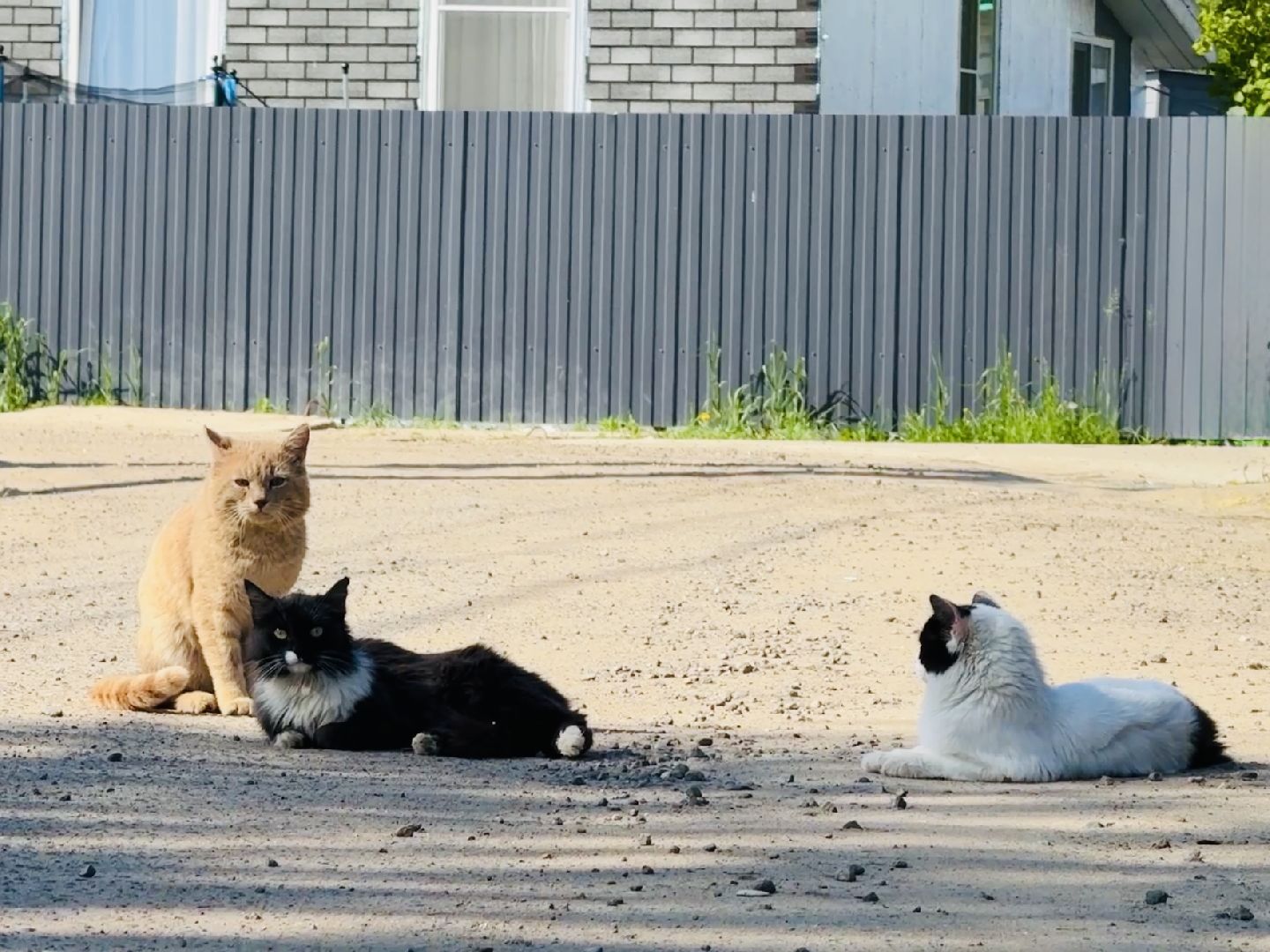 раменское, сво, гуманитарная помощь сво, помощь животным, зоозащитники, волонтеры, благотворительность,