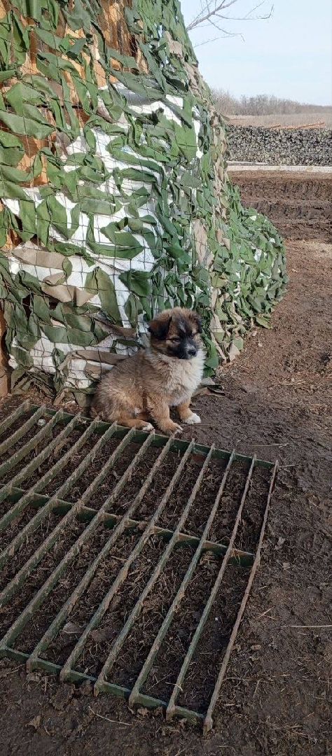 раменское, сво, гуманитарная помощь сво, помощь животным, зоозащитники, волонтеры, благотворительность,