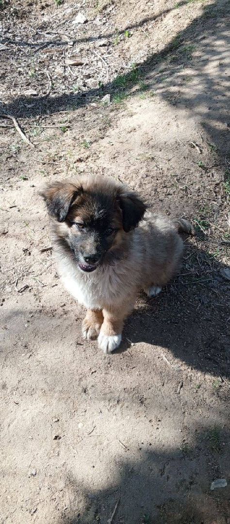 раменское, сво, гуманитарная помощь сво, помощь животным, зоозащитники, волонтеры, благотворительность,