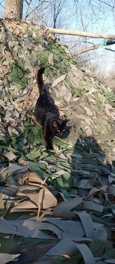 раменское, сво, гуманитарная помощь сво, помощь животным, зоозащитники, волонтеры, благотворительность,