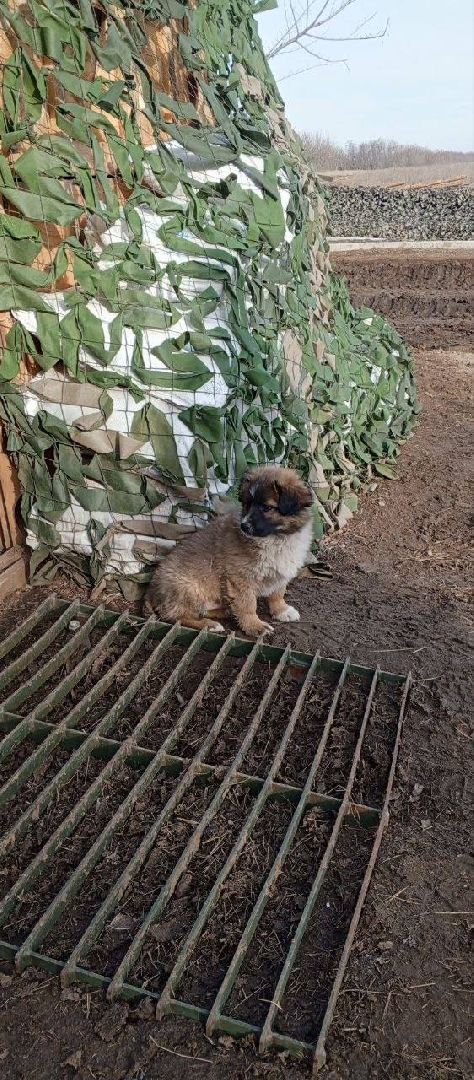 раменское, сво, гуманитарная помощь сво, помощь животным, зоозащитники, волонтеры, благотворительность,