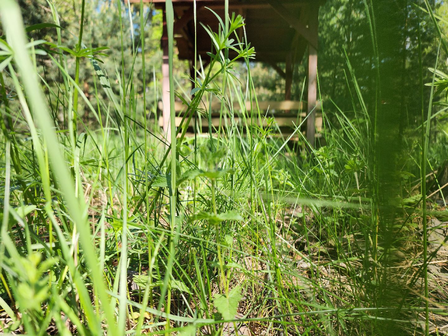 комитет лесного хозяйства, пожароопасный сезон, зона отдыха,