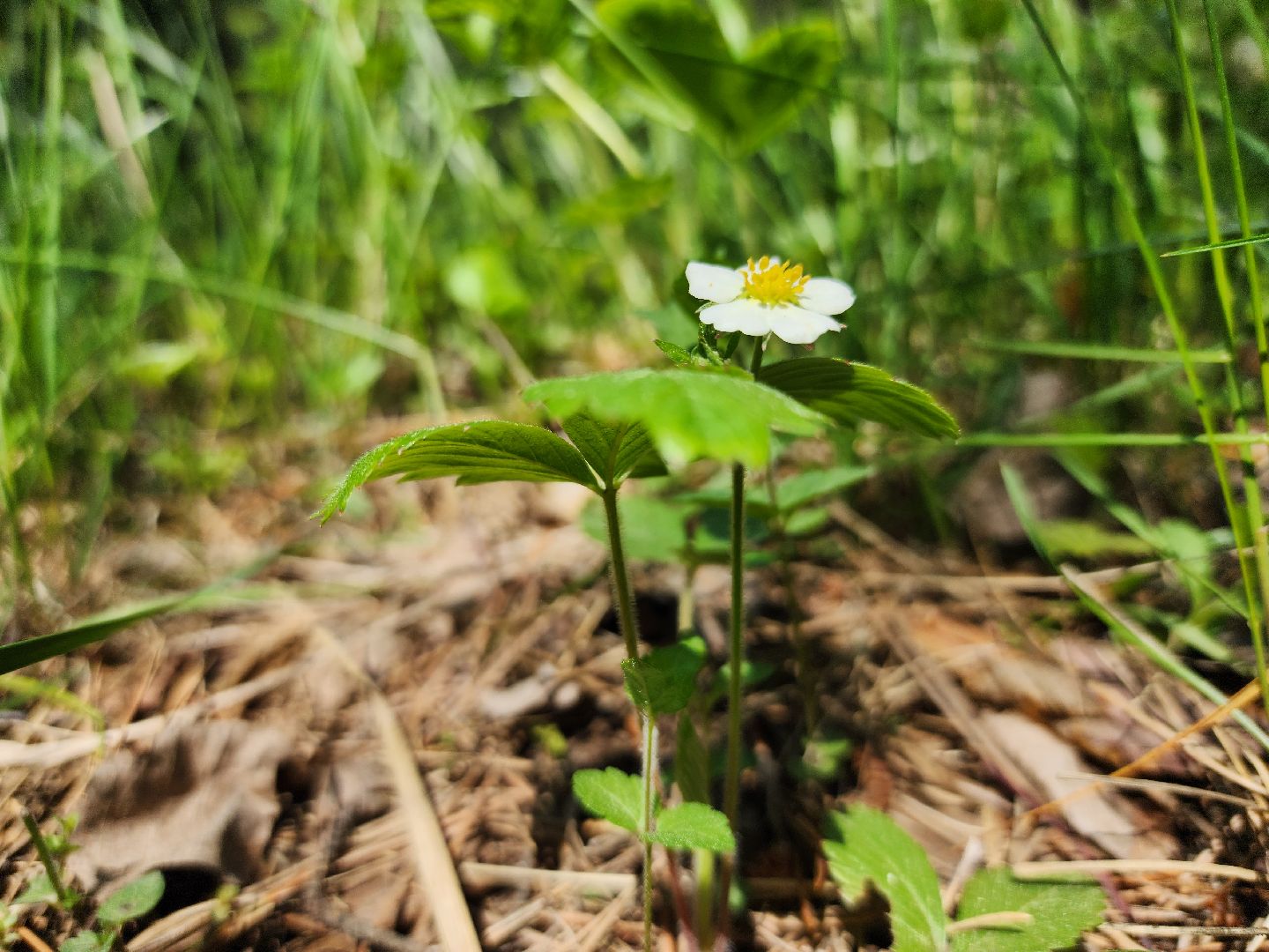 комитет лесного хозяйства, пожароопасный сезон, зона отдыха,