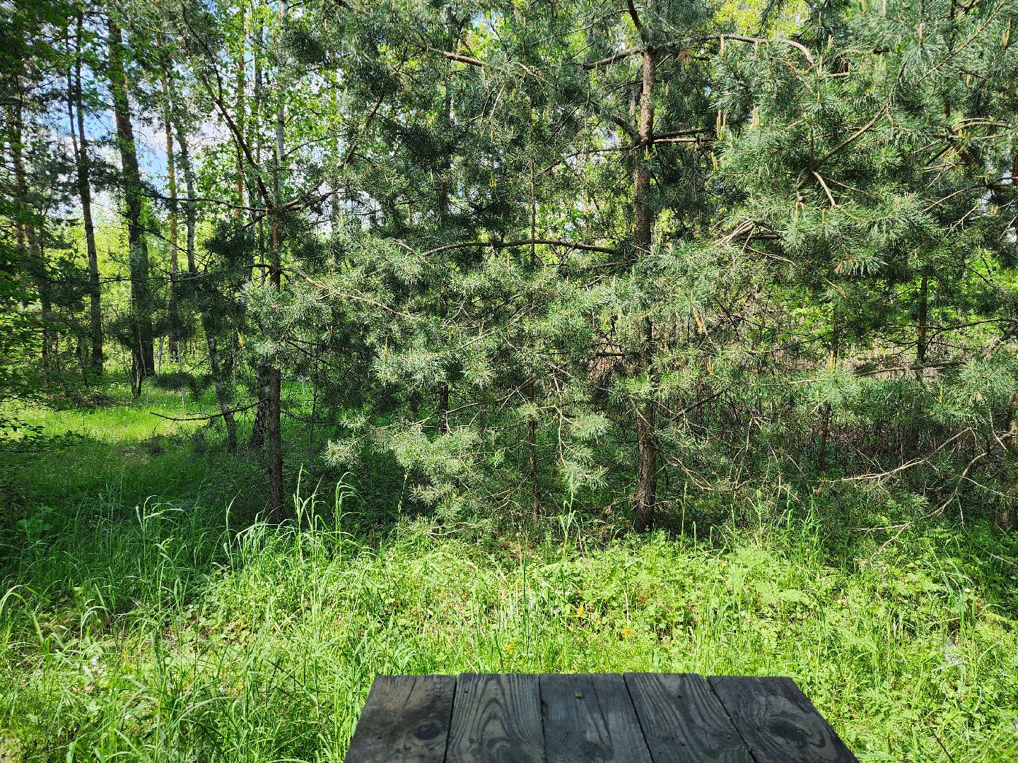 комитет лесного хозяйства, пожароопасный сезон, зона отдыха,