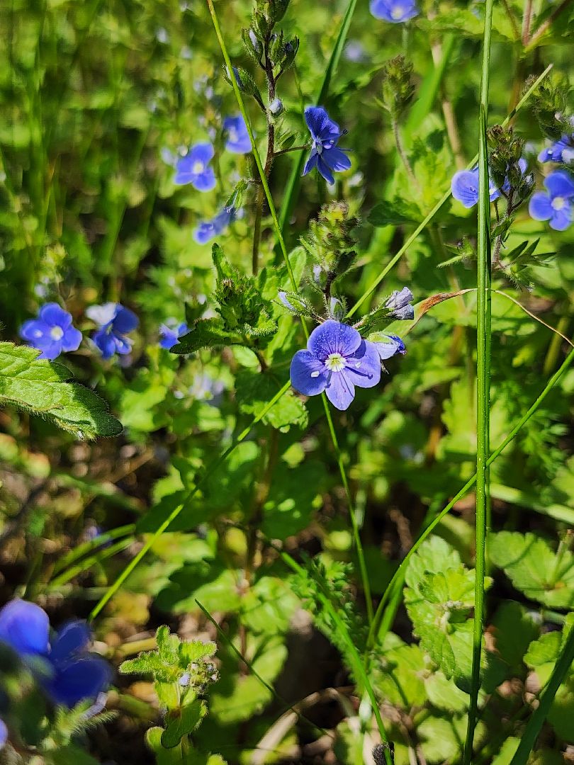комитет лесного хозяйства, пожароопасный сезон, зона отдыха,