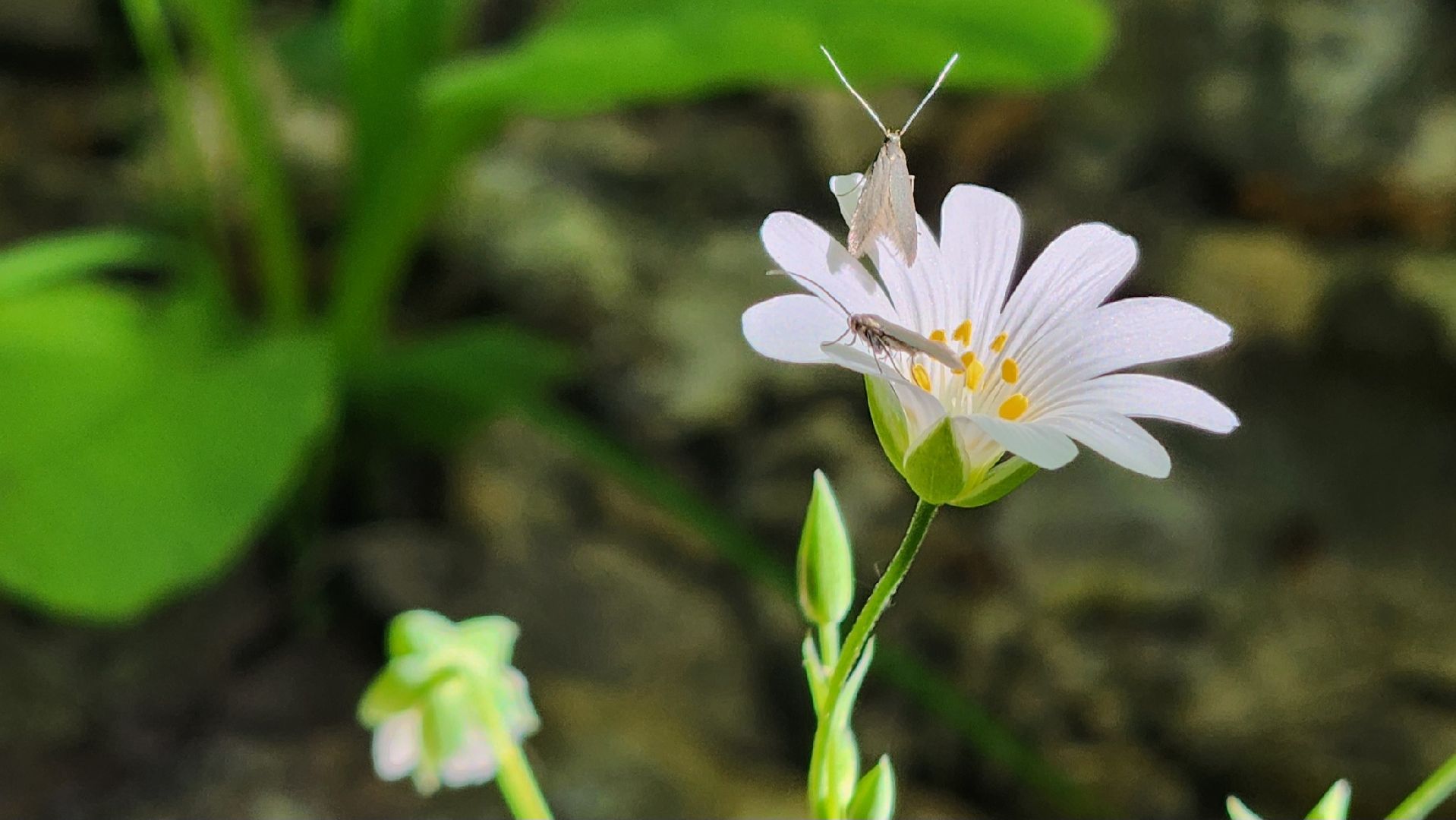 ступино, ландыши, экология,