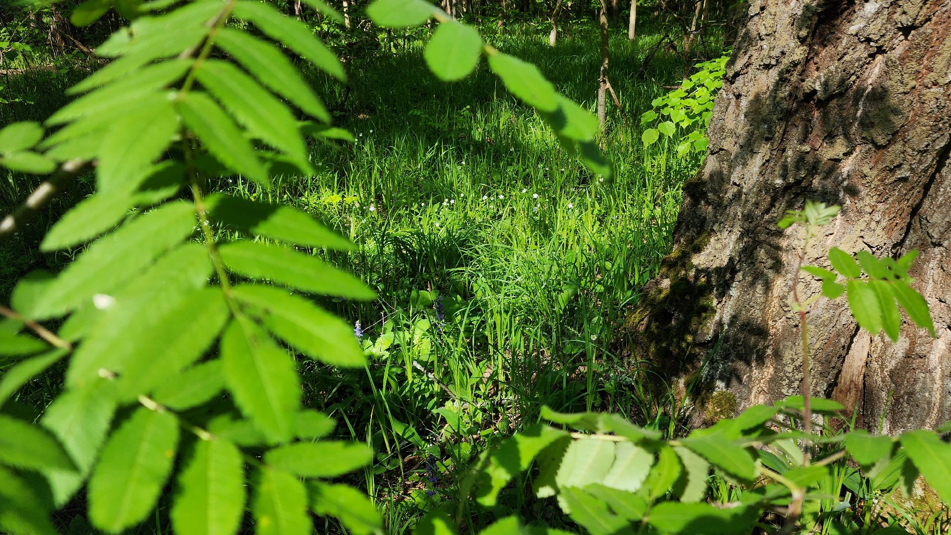 ступино, ландыши, экология,