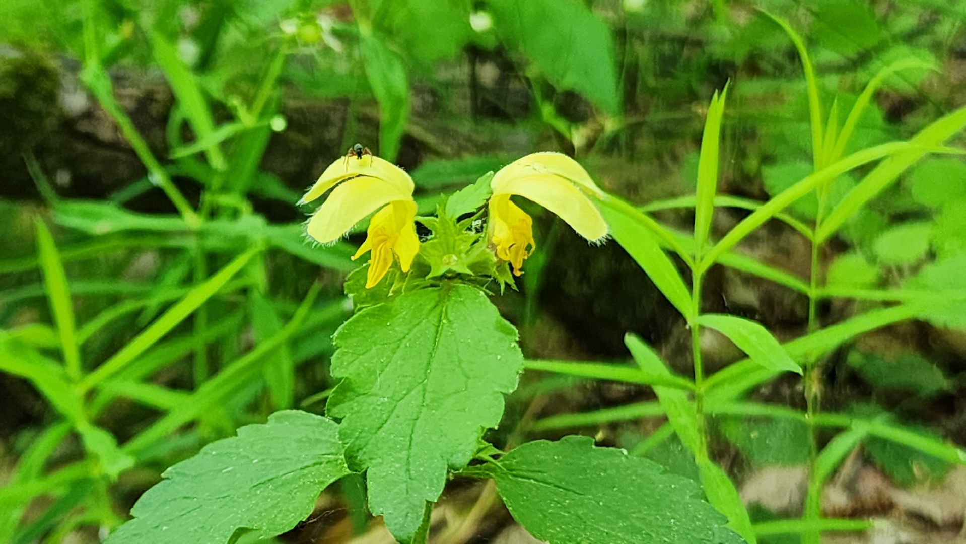 ступино, ландыши, экология,
