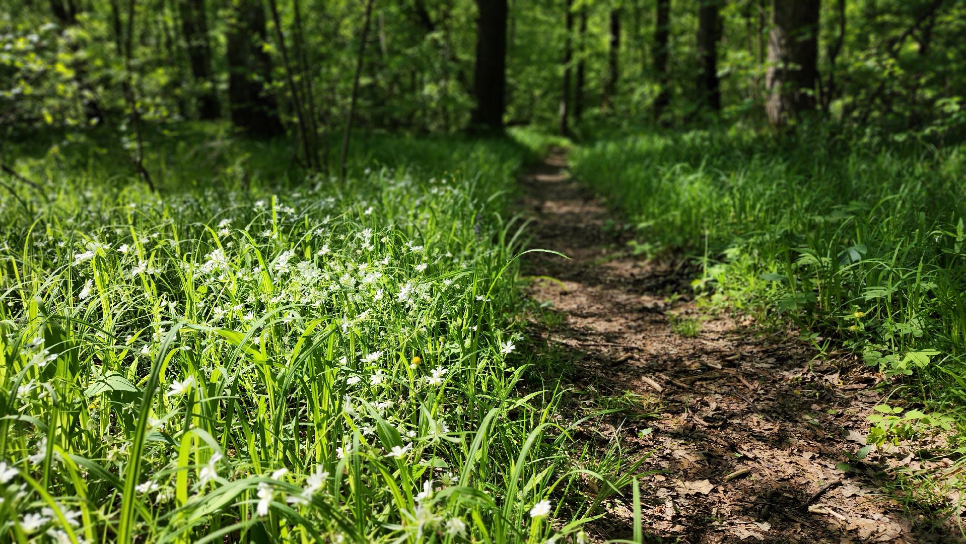ступино, ландыши, экология,