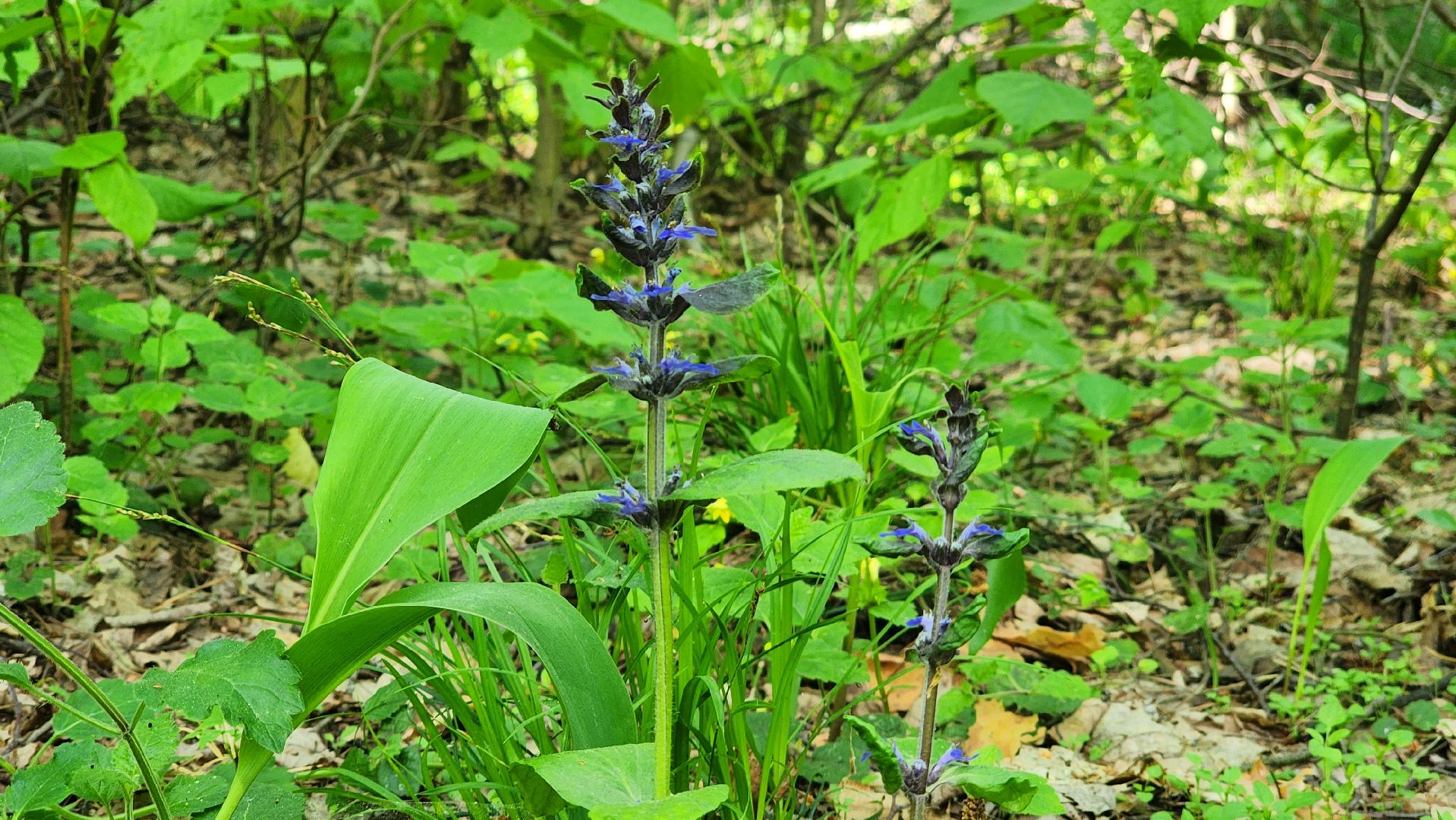 ступино, ландыши, экология,