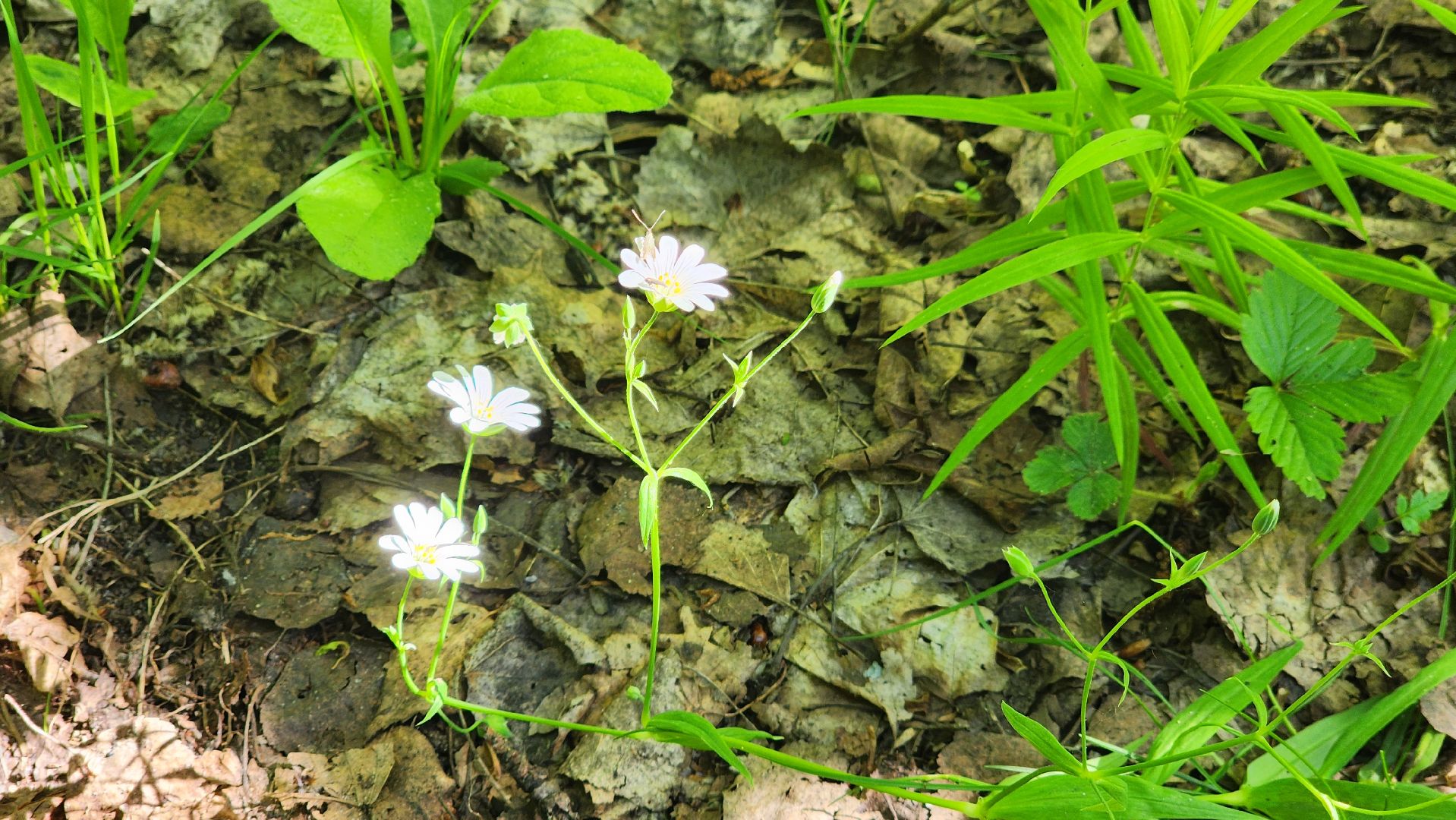 ступино, ландыши, экология,
