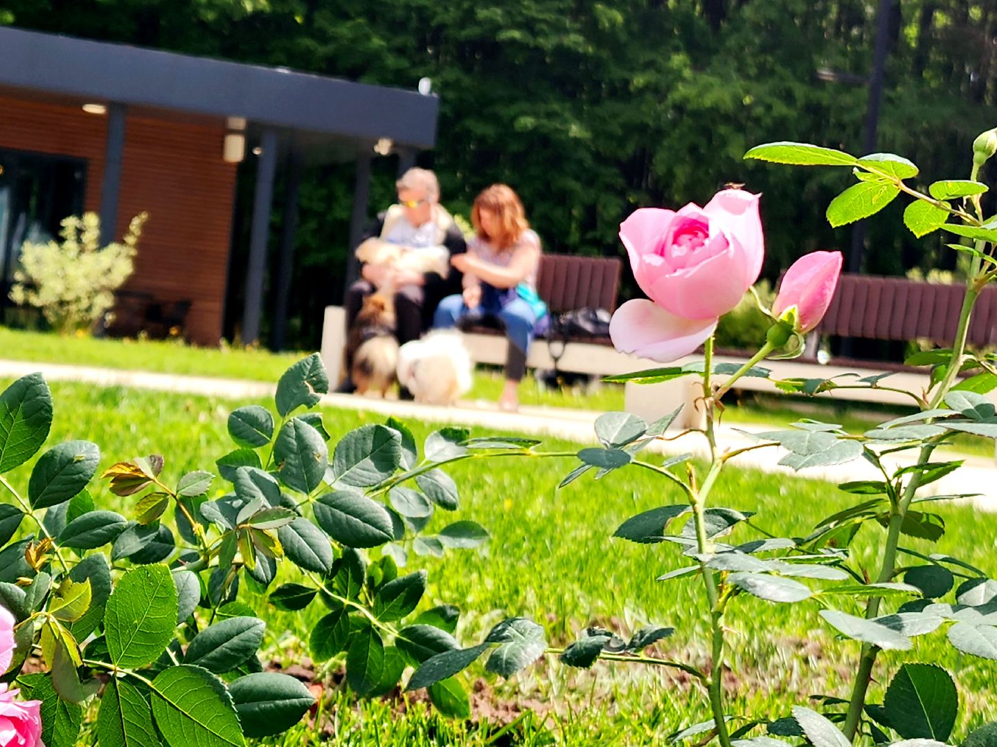 пущино, серпухов, парки, благоустройства,