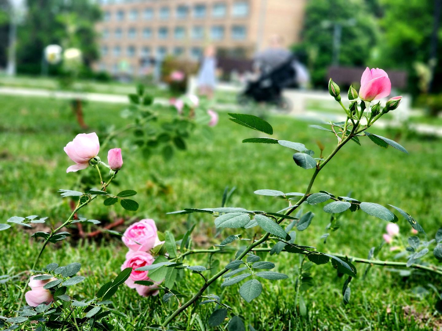 пущино, серпухов, парки, благоустройства,