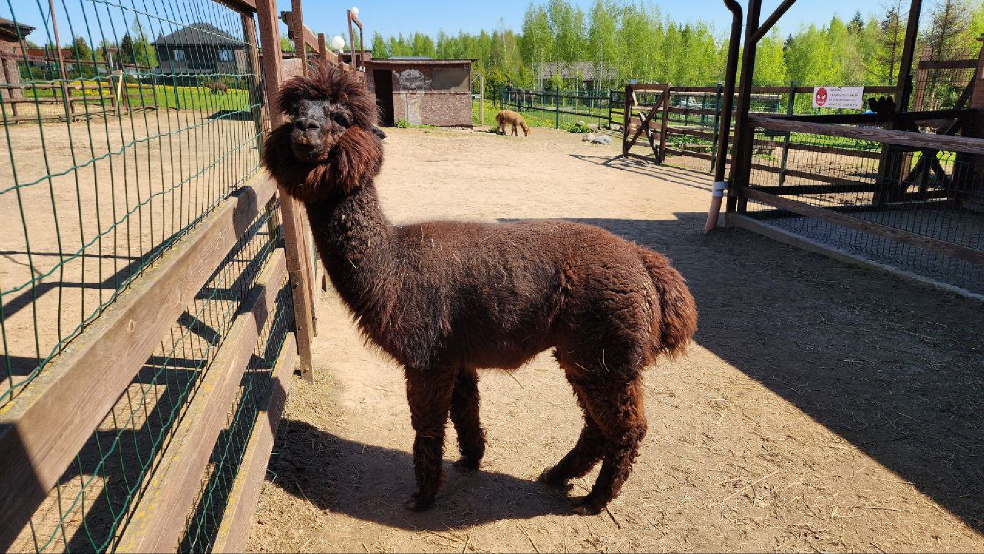 Дмитров, Ферма в Походкино, Российские альпаки, Туризм,