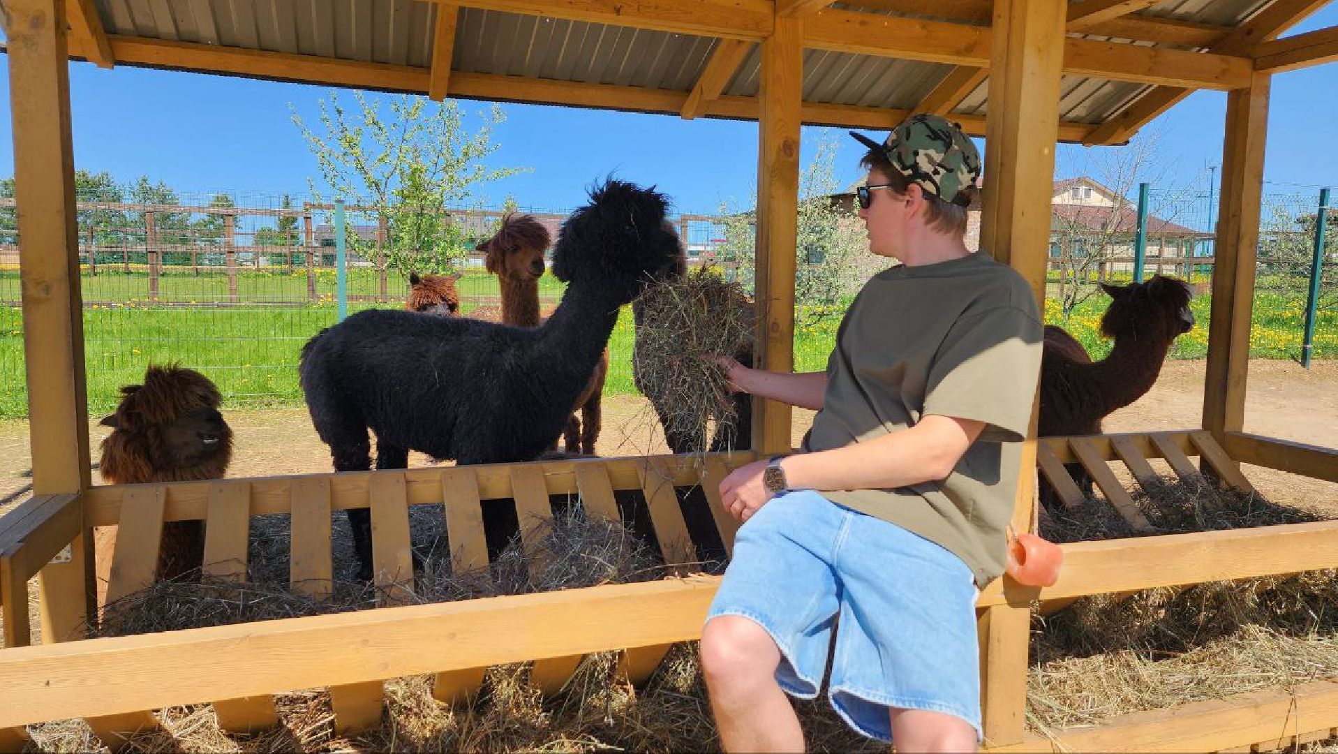 Дмитров, Ферма в Походкино, Российские альпаки, Туризм,