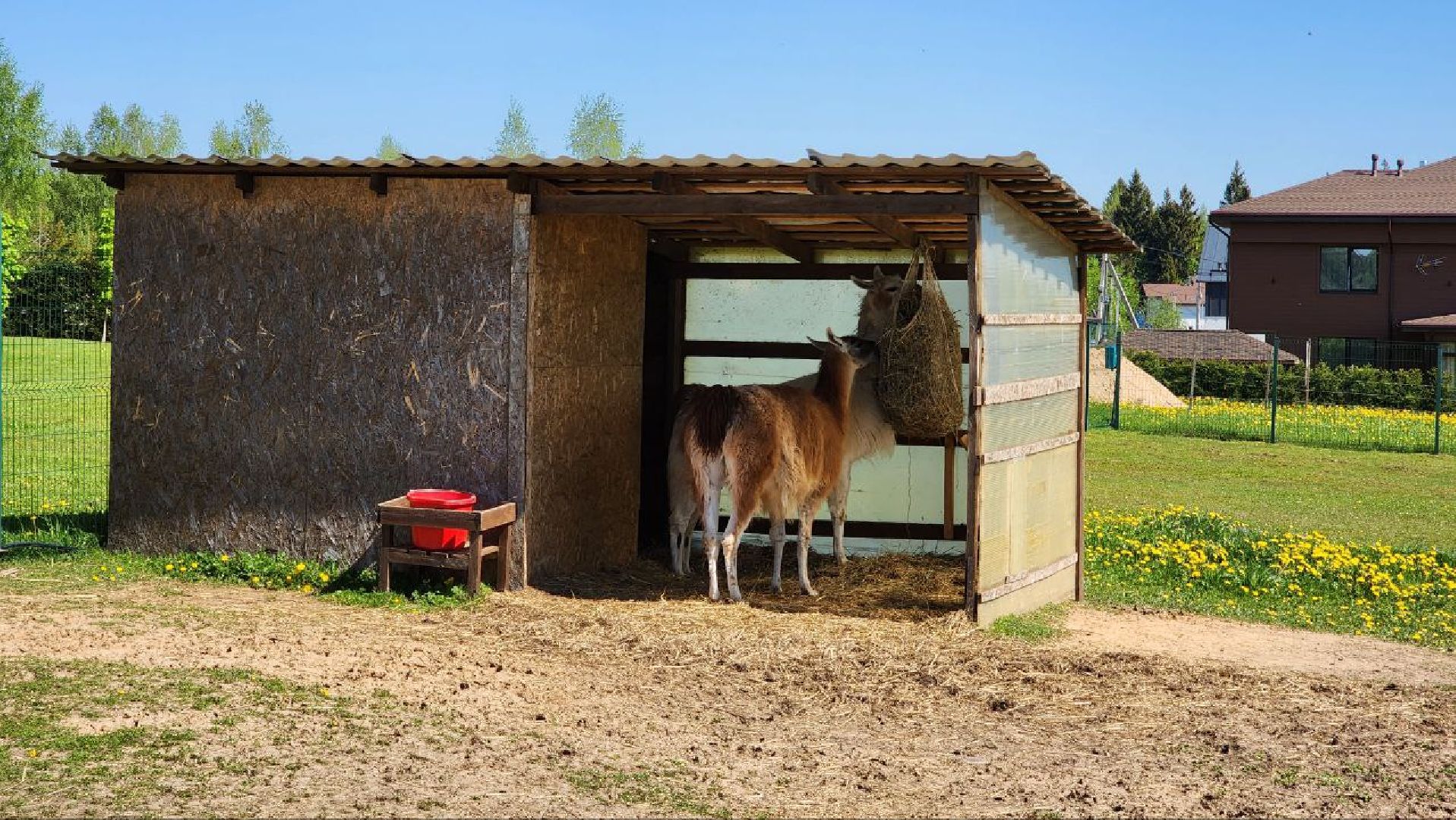 Дмитров, Ферма в Походкино, Российские альпаки, Туризм,