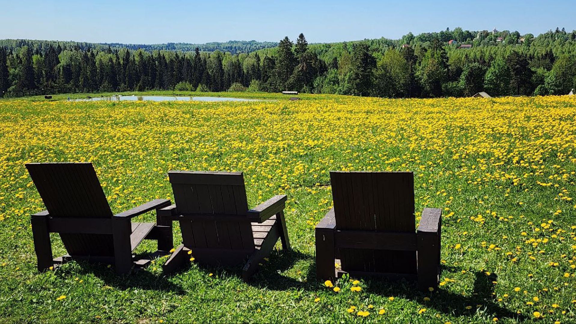 Дмитров, Ферма в Походкино, Российские альпаки, Туризм,