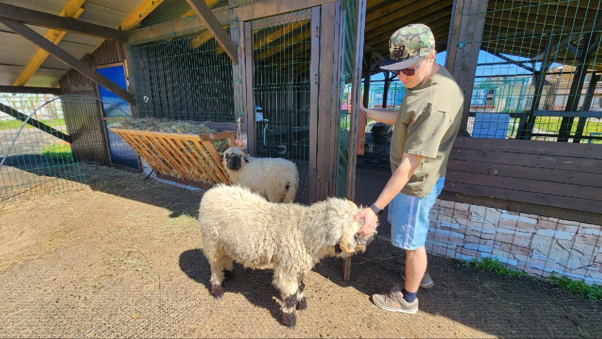 Дмитров, Ферма в Походкино, Российские альпаки, Туризм,