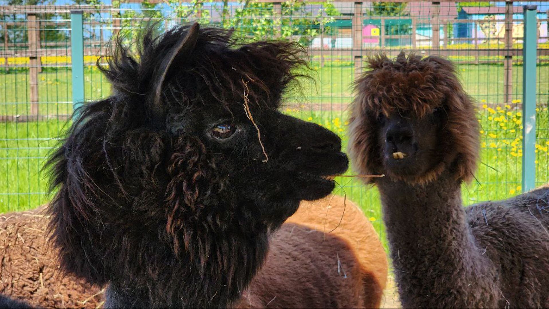 Дмитров, Ферма в Походкино, Российские альпаки, Туризм,