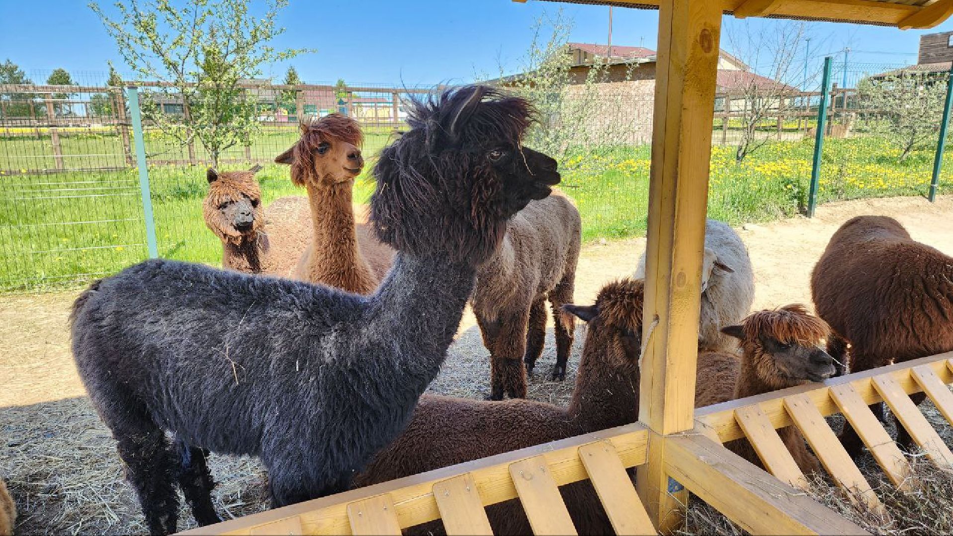 Дмитров, Ферма в Походкино, Российские альпаки, Туризм,