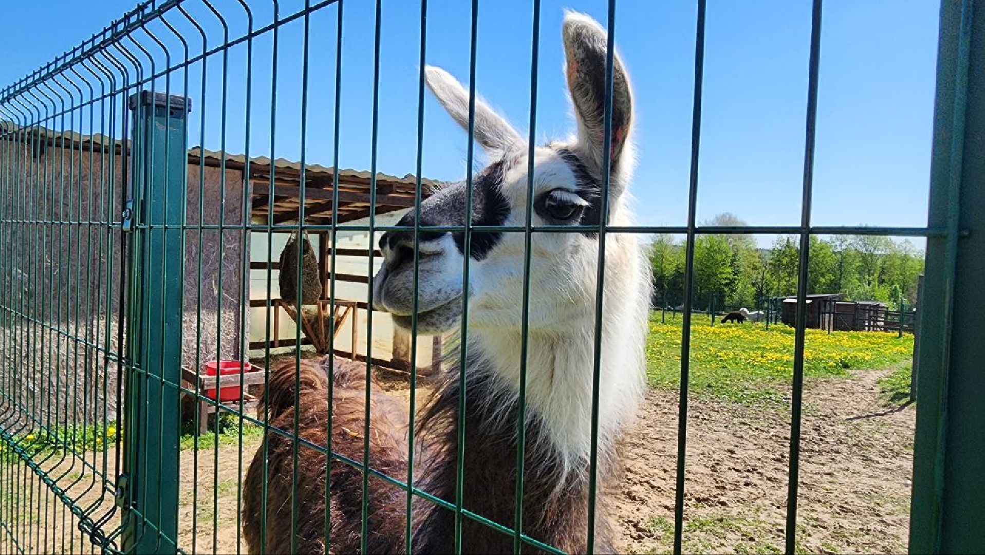 Дмитров, Ферма в Походкино, Российские альпаки, Туризм,