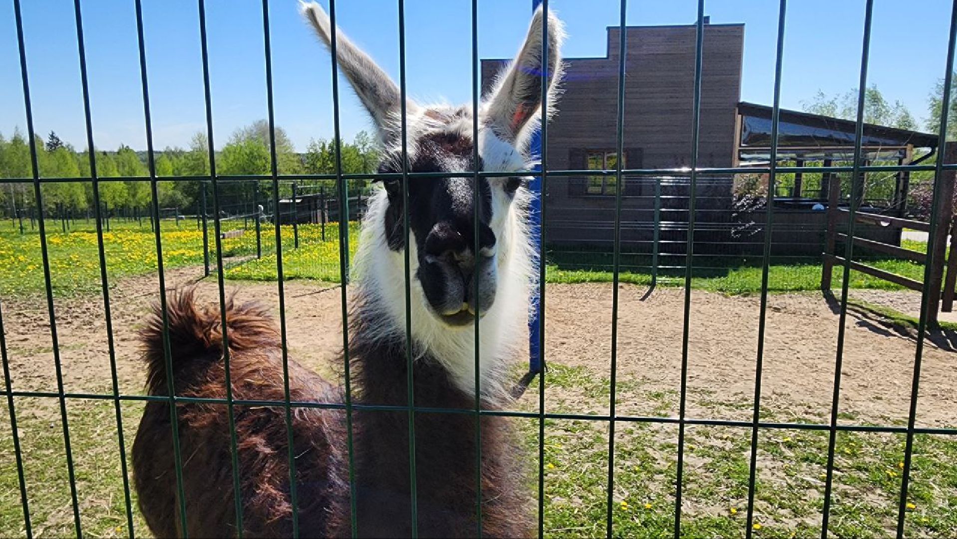 Дмитров, Ферма в Походкино, Российские альпаки, Туризм,