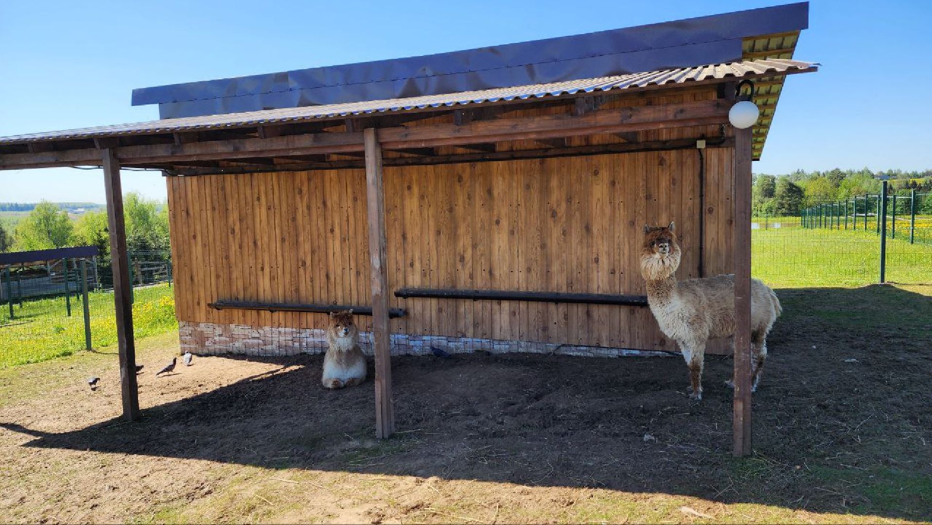 Дмитров, Ферма в Походкино, Российские альпаки, Туризм,