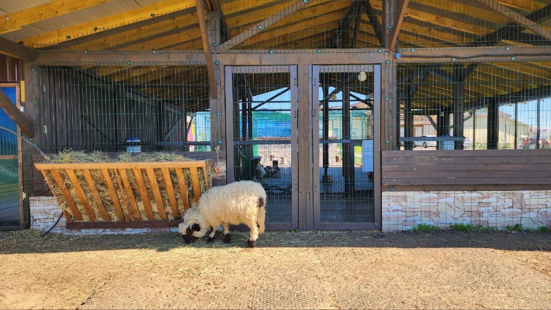 Дмитров, Ферма в Походкино, Российские альпаки, Туризм,