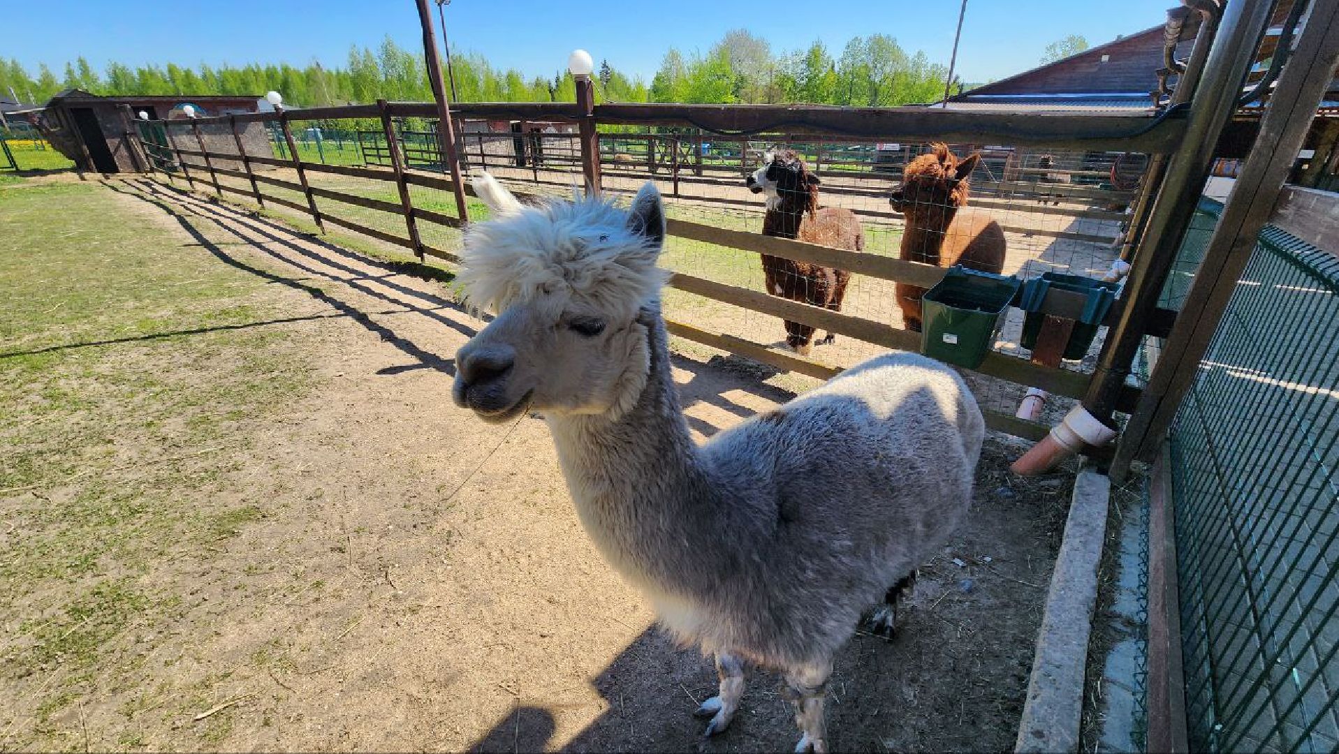 Дмитров, Ферма в Походкино, Российские альпаки, Туризм,