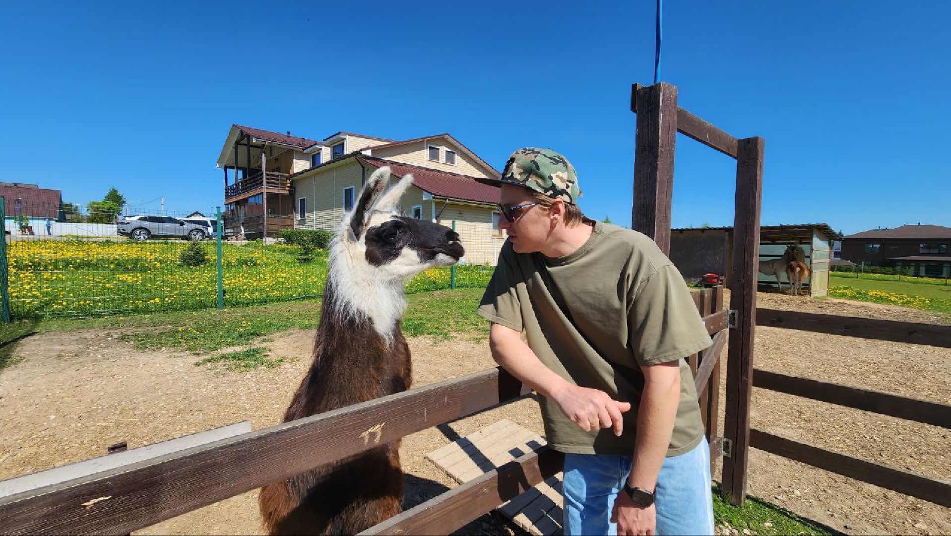 Дмитров, Ферма в Походкино, Российские альпаки, Туризм,