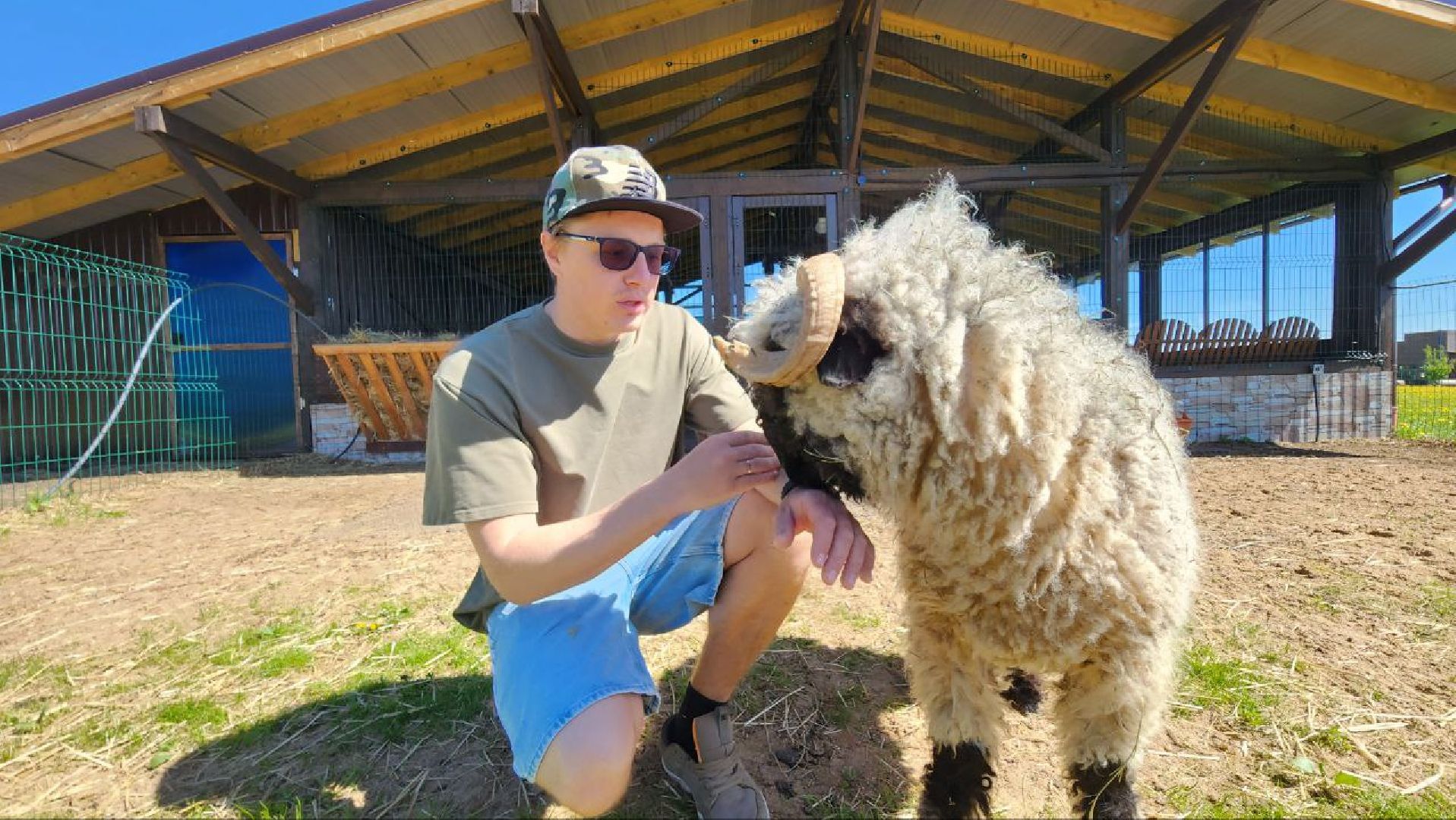 Дмитров, Ферма в Походкино, Российские альпаки, Туризм,