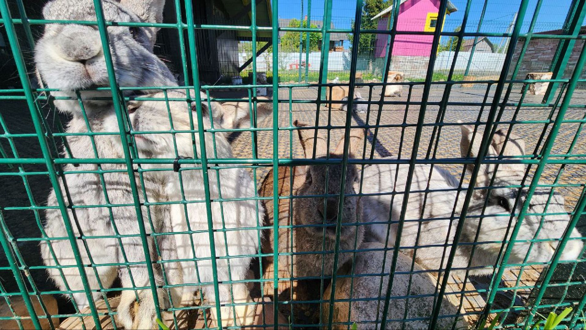 Дмитров, Ферма в Походкино, Российские альпаки, Туризм,