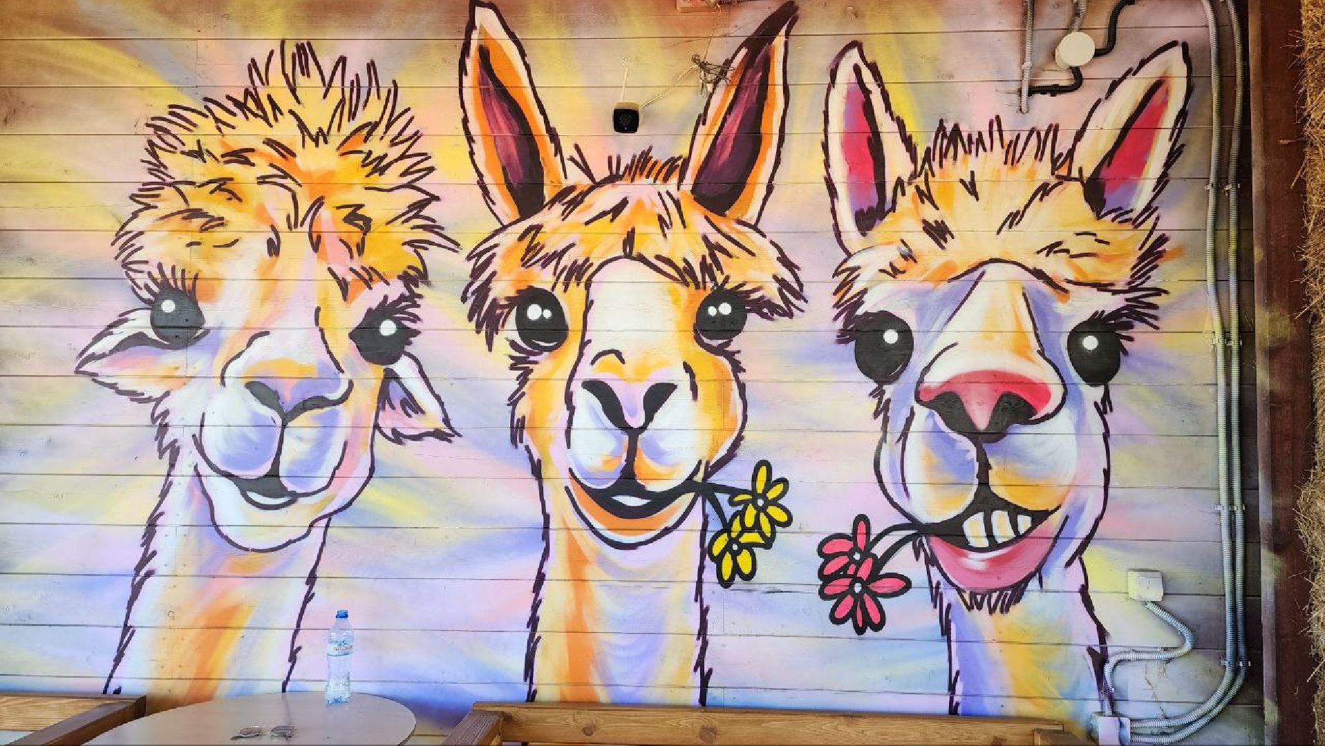 Дмитров, Ферма в Походкино, Российские альпаки, Туризм,