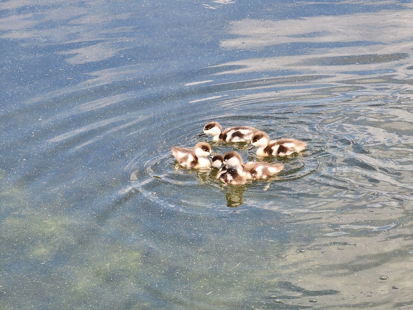 королёв,  краснокнижные утки-огари, пруд в юбилейном,