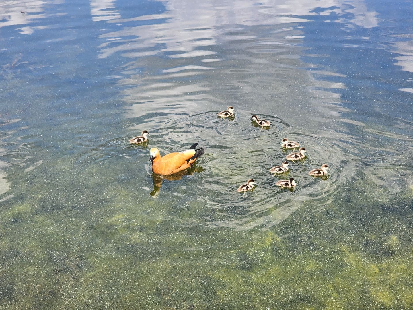 королёв,  краснокнижные утки-огари, пруд в юбилейном,