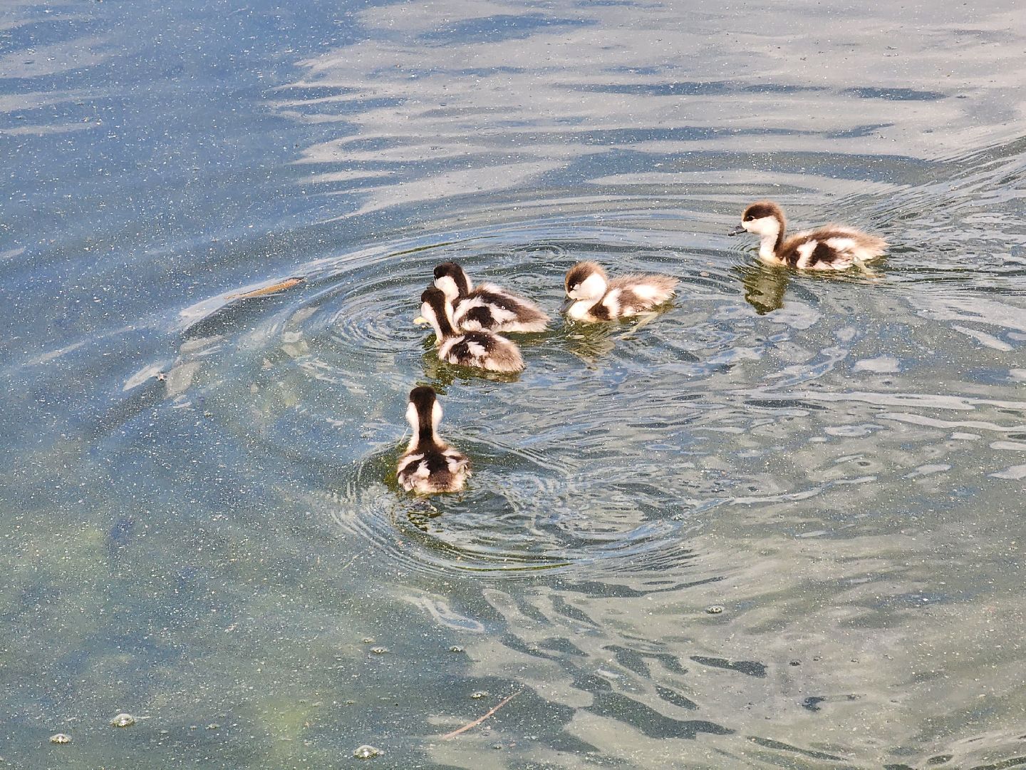 королёв,  краснокнижные утки-огари, пруд в юбилейном,