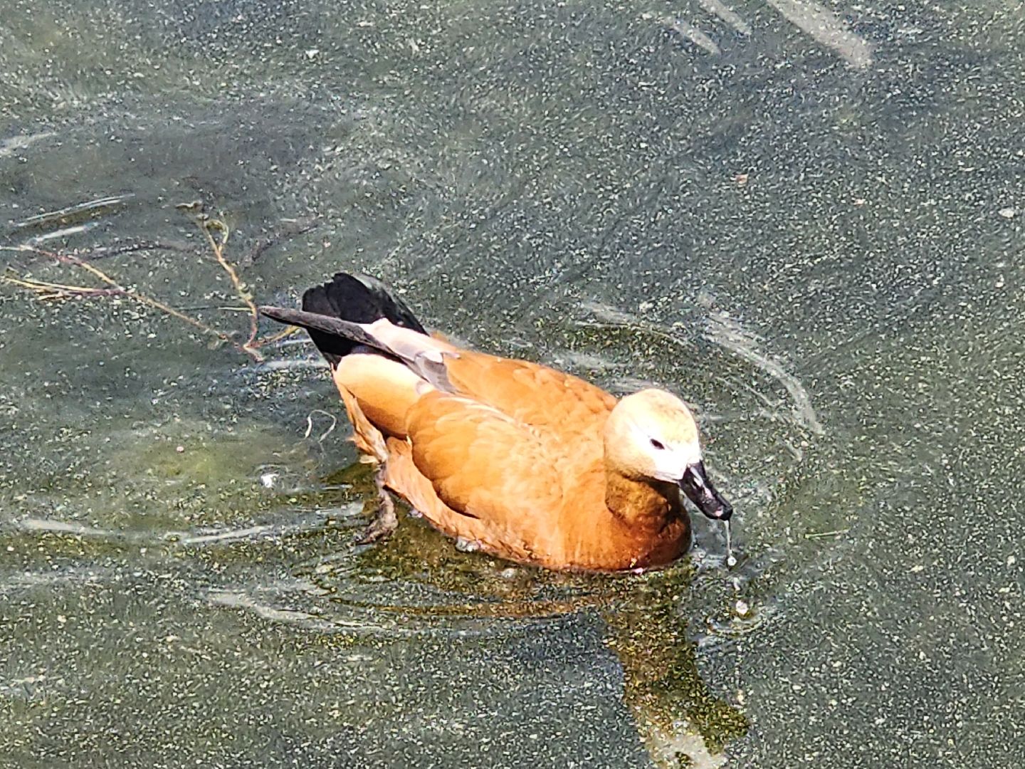 королёв,  краснокнижные утки-огари, пруд в юбилейном,