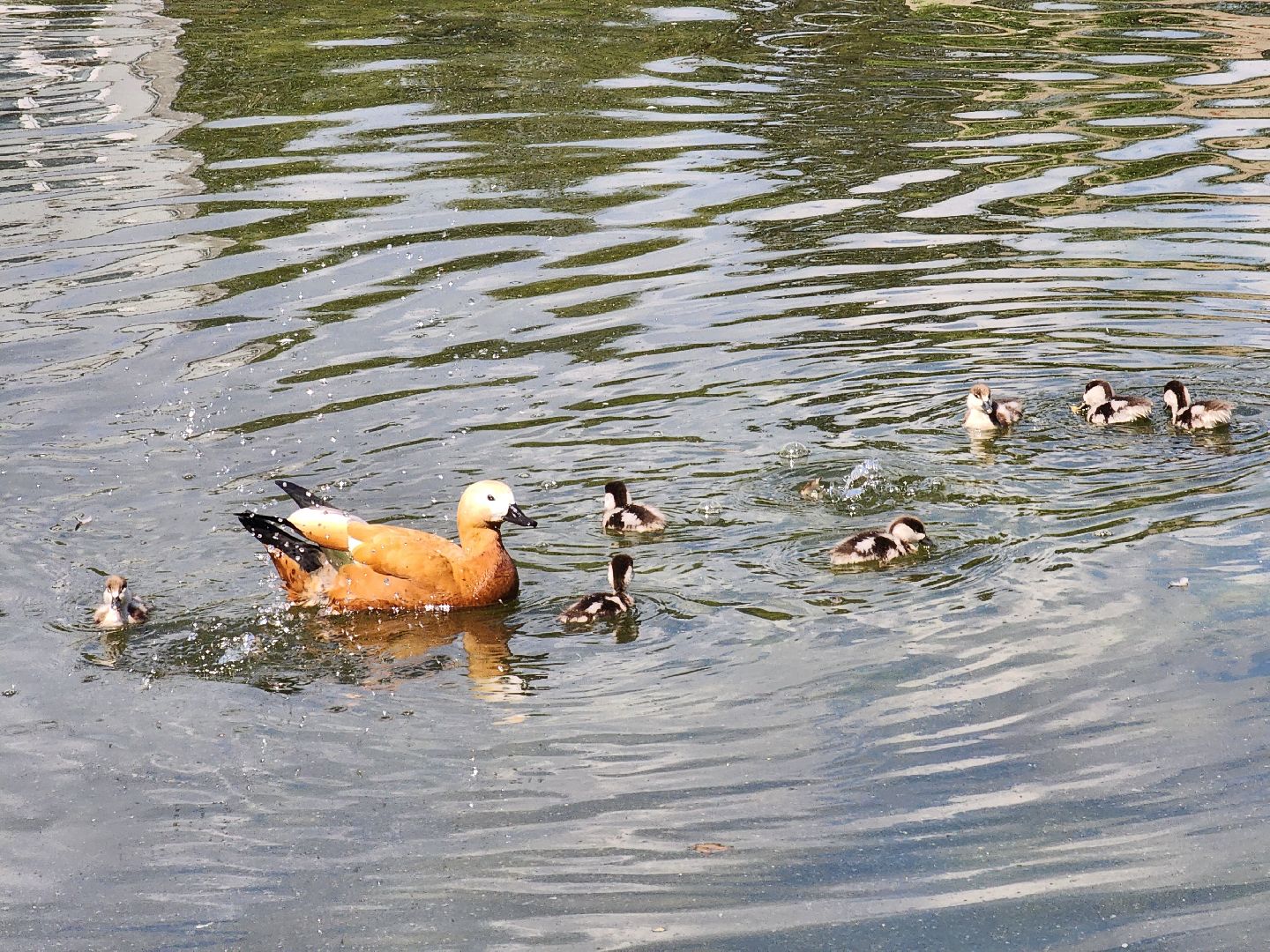 королёв,  краснокнижные утки-огари, пруд в юбилейном,