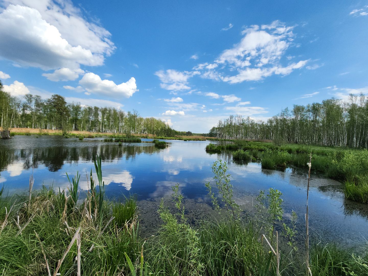 лосиный остров, мытищи,