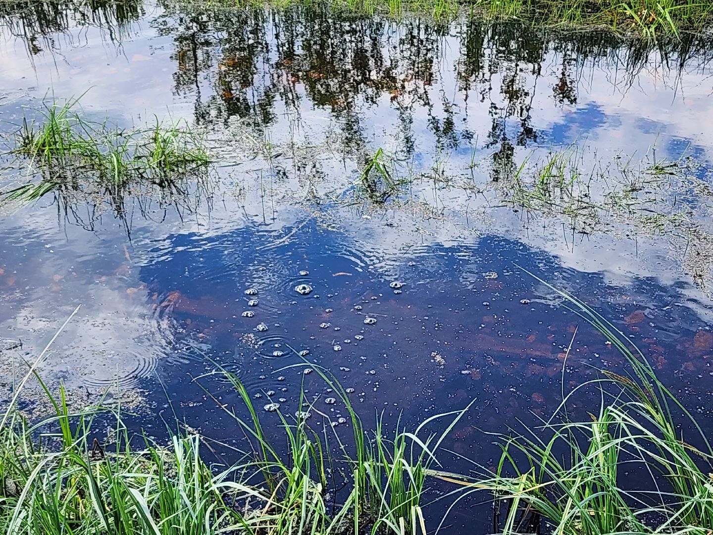 лосиный остров, мытищи,