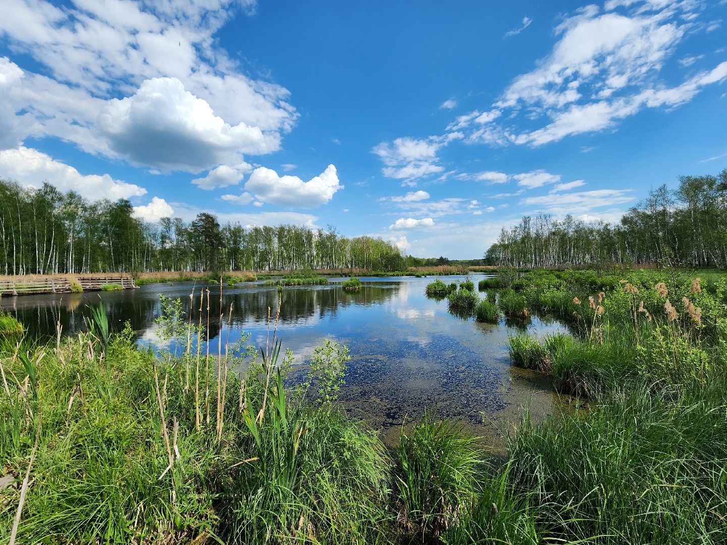 лосиный остров, мытищи,