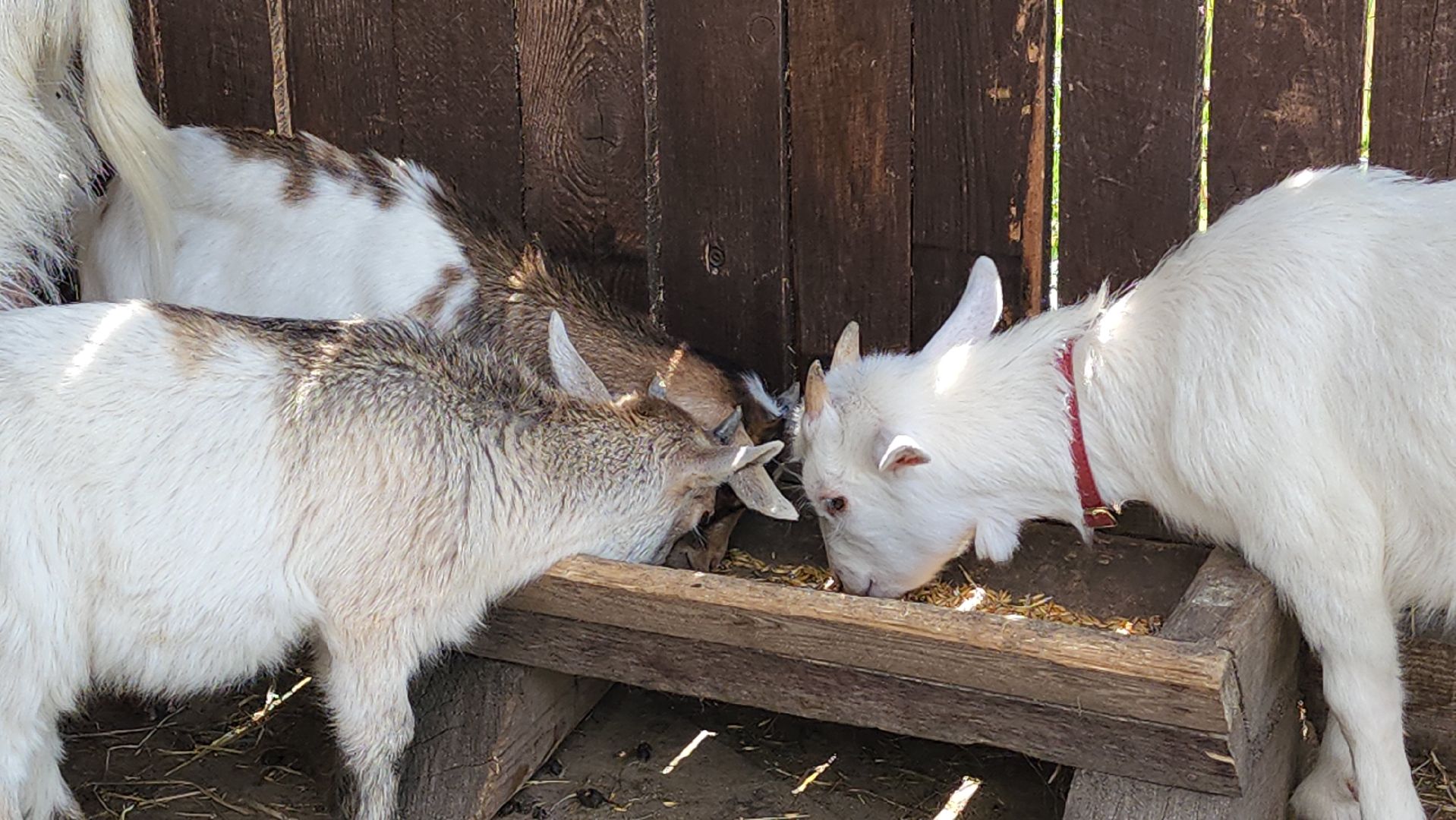 мытищи, лосиный остров,