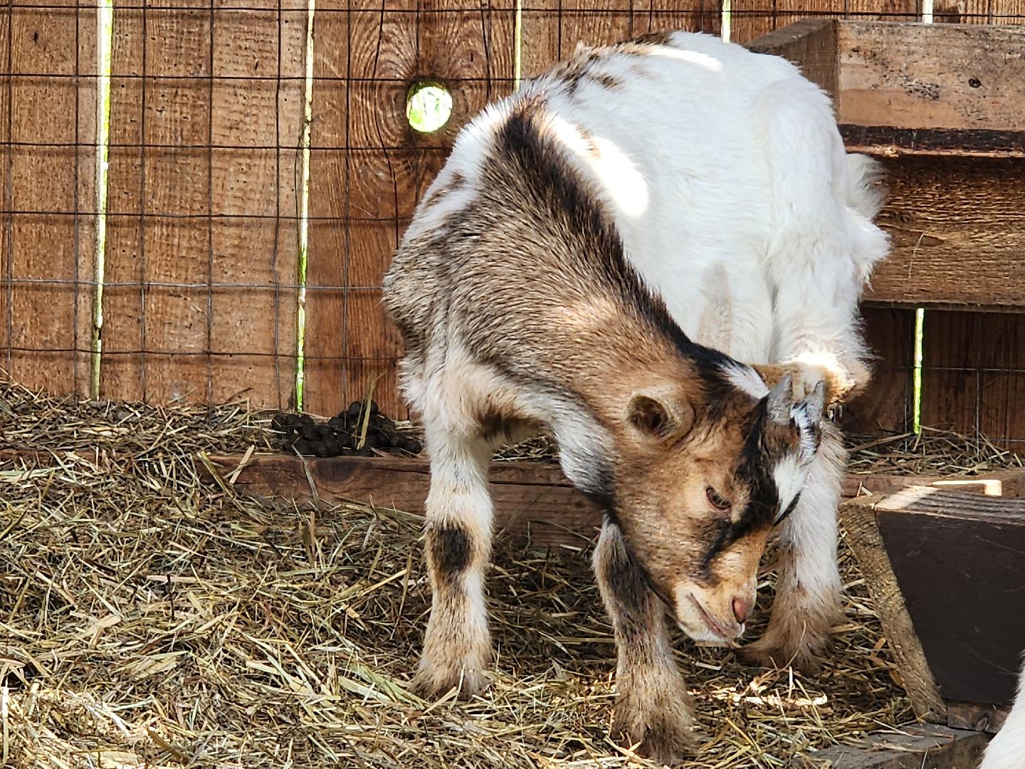 мытищи, лосиный остров,