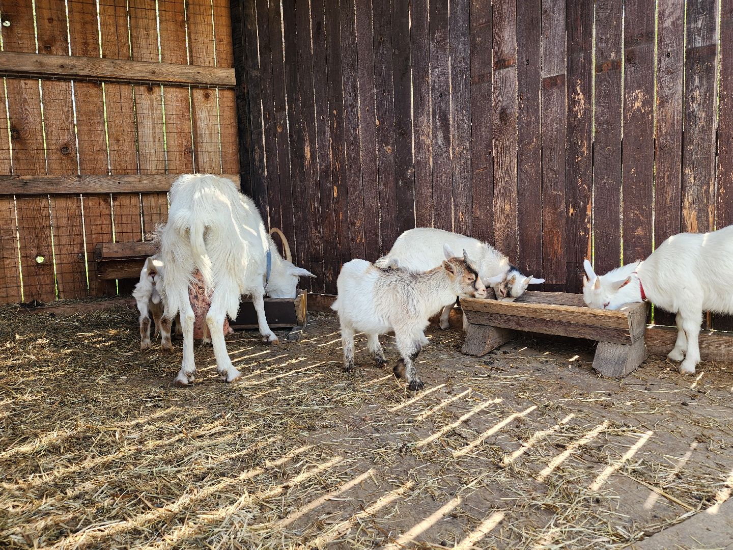 мытищи, лосиный остров,