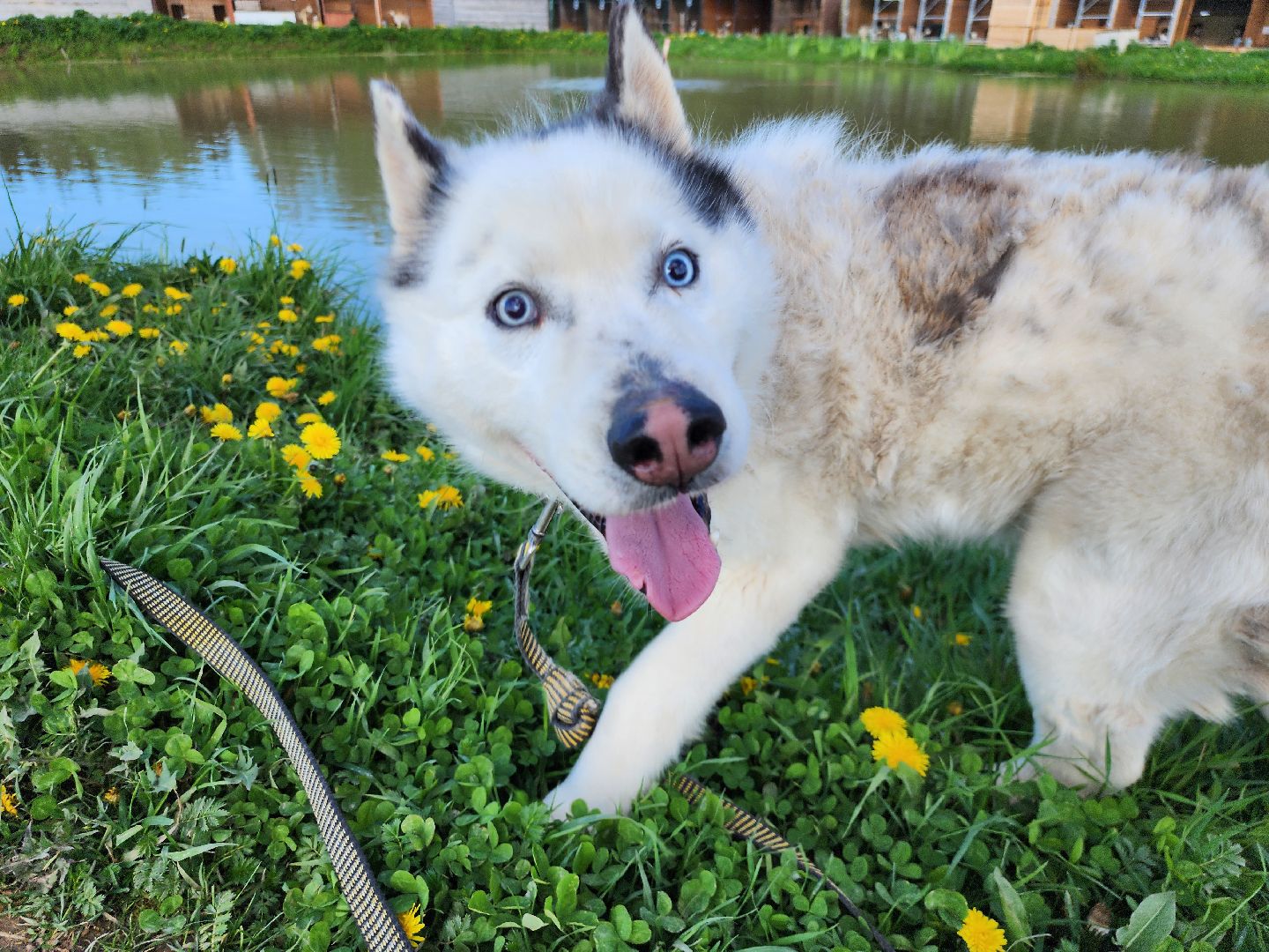 Хаски, Животные, волонтерская деятельность, Истра, Собаки,