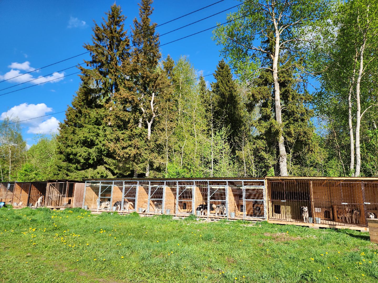 Хаски, Животные, волонтерская деятельность, Истра, Собаки,