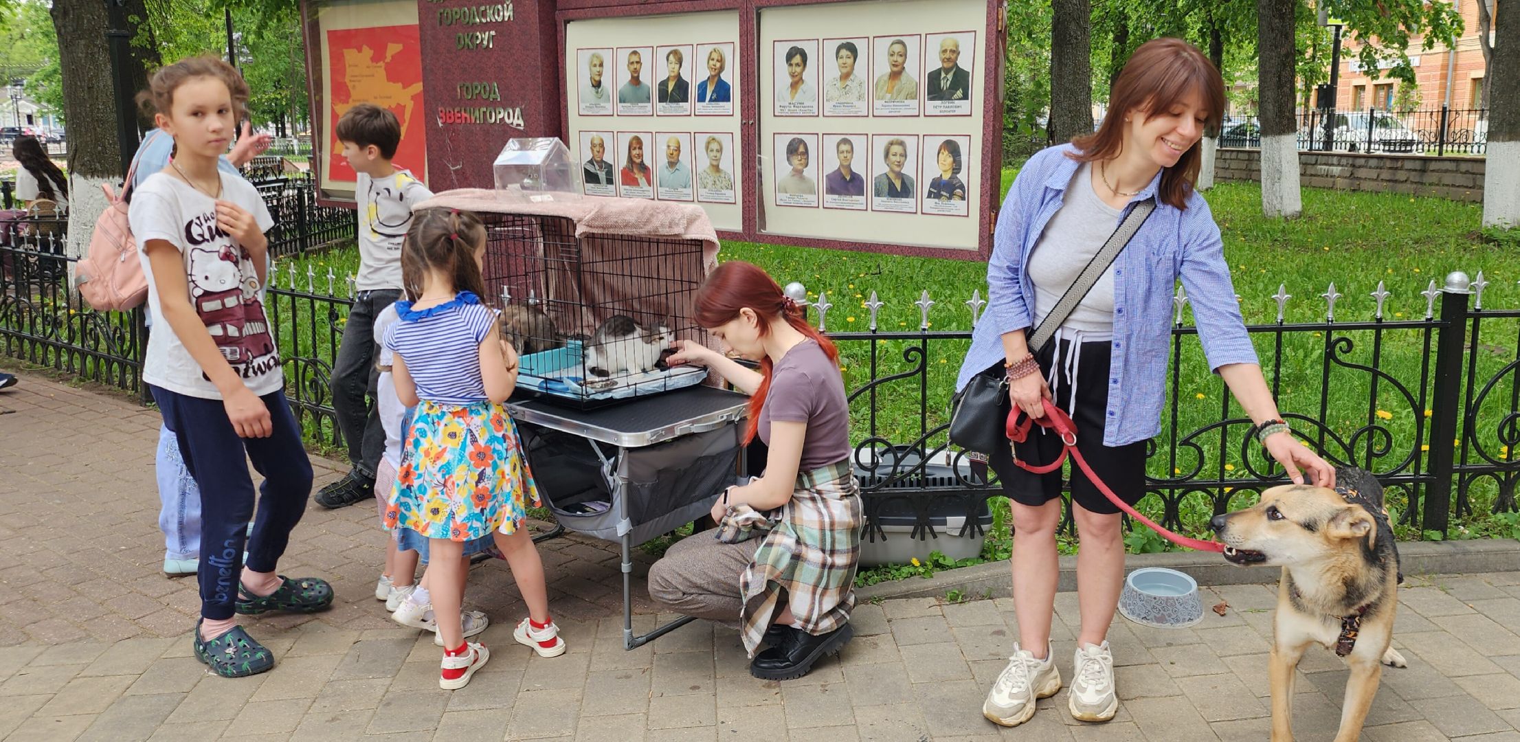 Общество, Выставка кошек и собак,  Акции зооактивистов,Домашние животные,